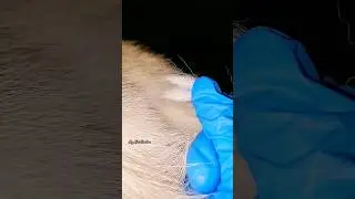 You Want a Siberian Husky? Watch THIS First! 
