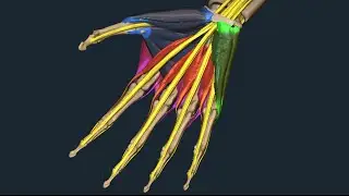 Locomotor System 36: Muscles of the Hand