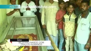 Vaca com traços humanos intriga população: Vishnu (Aberração?)