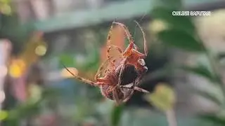 Mga ordinaryong gagamba nagpakita ng kakaibang laban