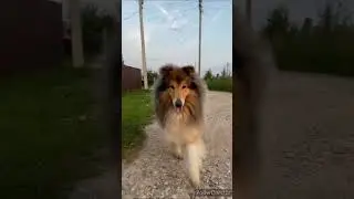 ЛИСА