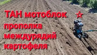 Прополка междурядий картофеля