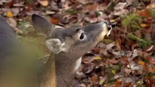 #1 Form Of Scent Control For Deer