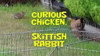 Curious Chicken, Skittish Rabbit