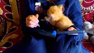 Kitten play at NDS