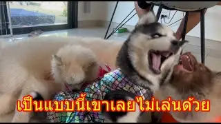 เพราะอะไรทำไมทุกตัวไม่เล่นกับข้าวคั่วเลยอ่ะ