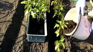 Быстрая высадка рассады перца из стаканчиков в грунт.