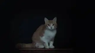Мисти и Питер