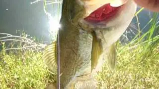 bass in Sardegna