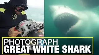 Great White Shark Encounter 📸 Not what I expected | Jaworskyj