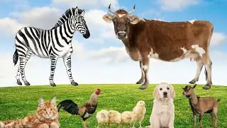 Interesting animals around us: Horse, dog, cow, cat, chicken,...