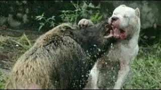 Dogo Argentino Best Moments 2019