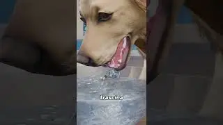 Come cane beve aqua?