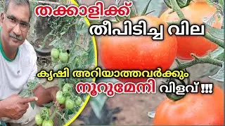 തക്കാളി എങ്ങനെ വീട്ടിൽ നട്ടുവളർത്താം|കൃഷി അറിയാത്തവർക്കും കൃഷി ചെയ്യാം|How to Grow Tomatoes at Home