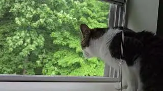 Cat is curious about the storm occurring outside