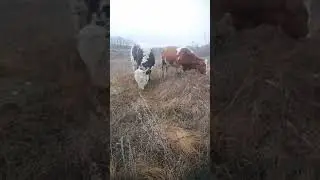 Буйволы 