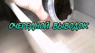 ПОКАЗЫВАЮ КАК РАЗВОЖУ АФИОСЕМИОНОВ. МАЛЬКИ РОЖДАЮТСЯ ПРЯМО НА ГЛАЗАХ !