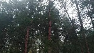 Торжок лес