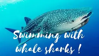 Swimming with whale sharks in Mexico  