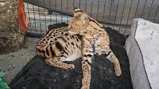 a serval playing with its own tail!