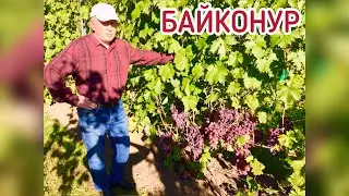 БАЙКОНУР - из года в год отличный результат! (Беларусь, 2021)