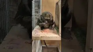 Обезьяна Маймун