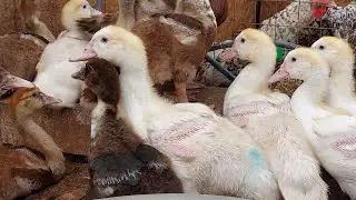 Причины расклёва у мускусных уток.