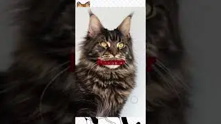 Эдит Коты - Воители, ~Игра должна потерять одного игрока~, МЕМЕ. {16:30}