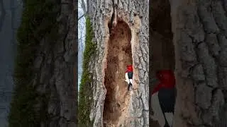 Why the woodpecker doesn't get a concussion?