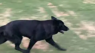 Three German Shepherds running around with Toy Poodle, Fun Video!