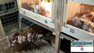 Почему цыплята затаптывают друг друга? Показываю как я решил эту проблему!