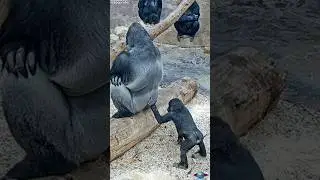Adorable Gorilla Son & Dad: A Heartwarming Bond