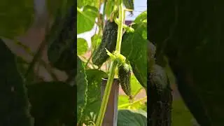 Отличный огурчик! В следующем году посажу больше!🥒🥒🥒 A great cucumber! I'll plant more next year!🥒🥒🥒