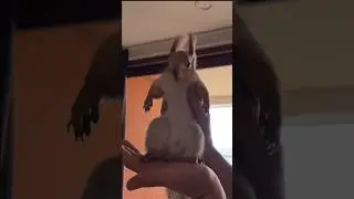 Белка в тренде 😂 