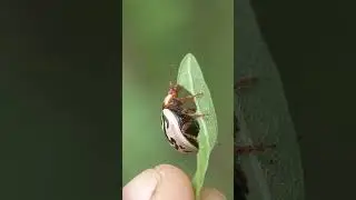 macro photography with smartphone ✓insect eating leaves