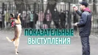 Показательные выступления с собаками для учащихся