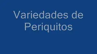 Cores de periquitos australianos
