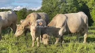мелодия жизни природы пение птиц звуки жизни