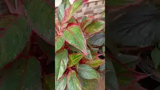 Beautiful Plants in the world 