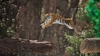 Tiger Animation - Unreal Engine 5.4