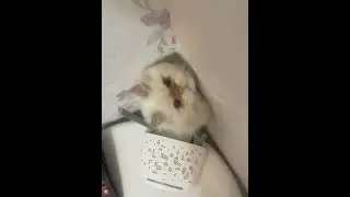 funny cat  