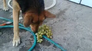 Эльза и виноград..