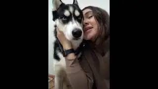 Мама он такой! Не такой как все хаски! Хаски актёр