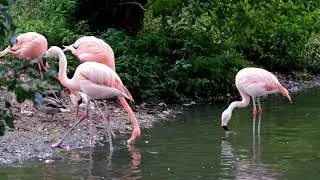 flaming with ducks