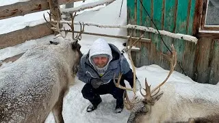 #Оленегеш в Шерегеше