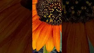 Beautiful Flower Finds Friend🌻 #gardening #sunflower #bee #garden #growth #bug #flower #peaceful