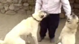mursal köyü