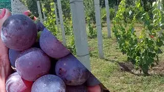 Огляд нашого молодого виноградника 10.08.  2024р. Які сорти посадили. 🍇