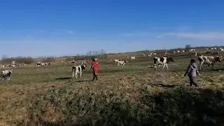Коровы на пастбище. Начало сезона