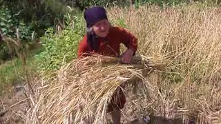 бабушка жнет и вяжет сноп
